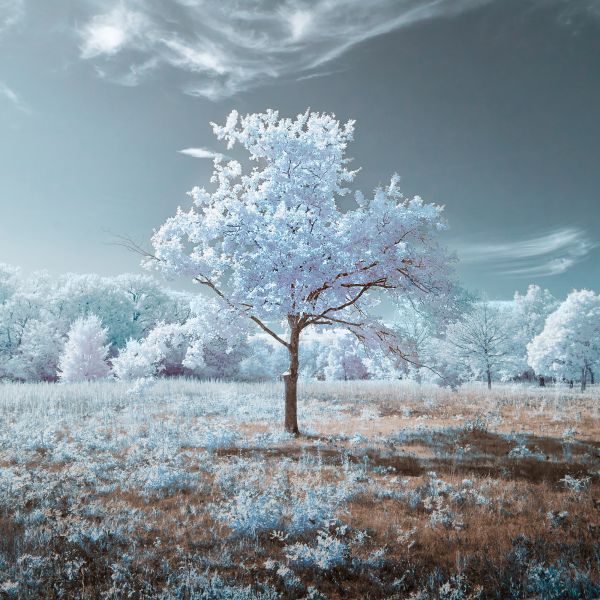 Digital camera conversion with 642BP Astronomik infrared filter